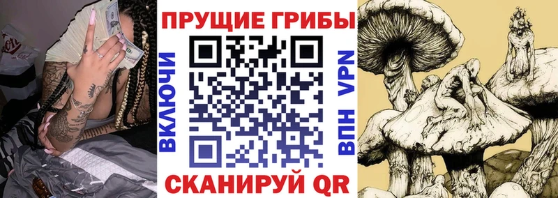 как найти закладки Сокол Псилоцибиновые грибы Psilocybine cubensis
