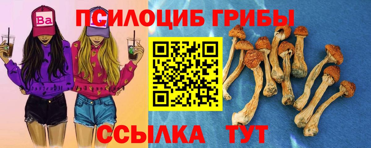 Псилоцибиновые грибы Psilocybine cubensis Сокол